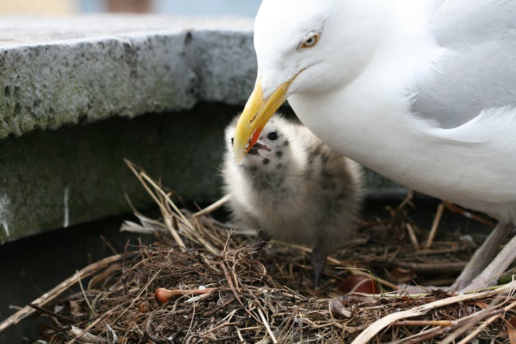 Un goéland argenté nourrissant son tendre poussin