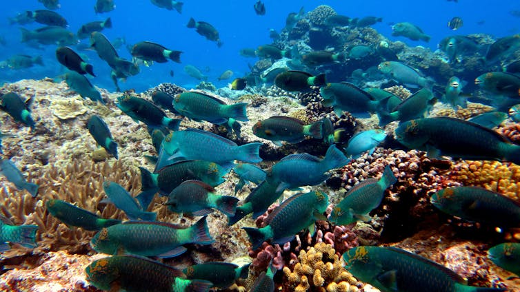 Dozens of parrotfish swim over a reef of res, white and yellow corals.