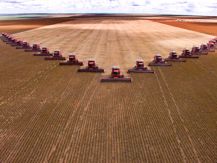 Aerial shot of tractors harvesting