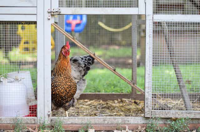 Hens in a coop