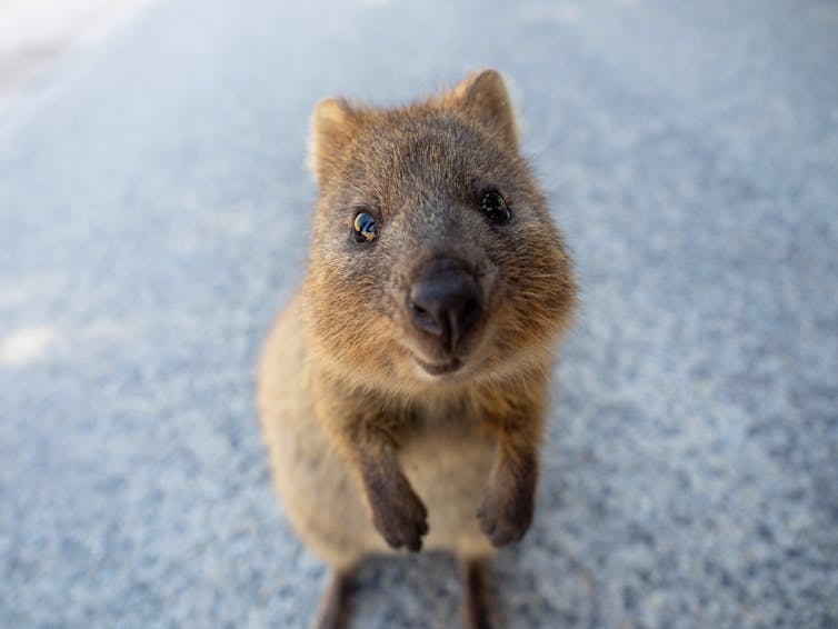 A cut, grey-brown marsupial curiously looking at the camera