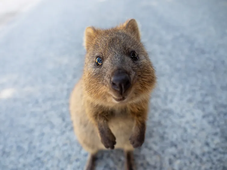 A cut, grey-brown marsupial curiously looking at the camera