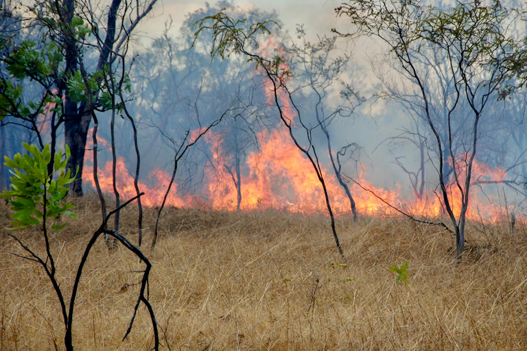fire burns in dry grass