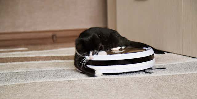 A tuxedo cat playing with a black and white robot vacuum