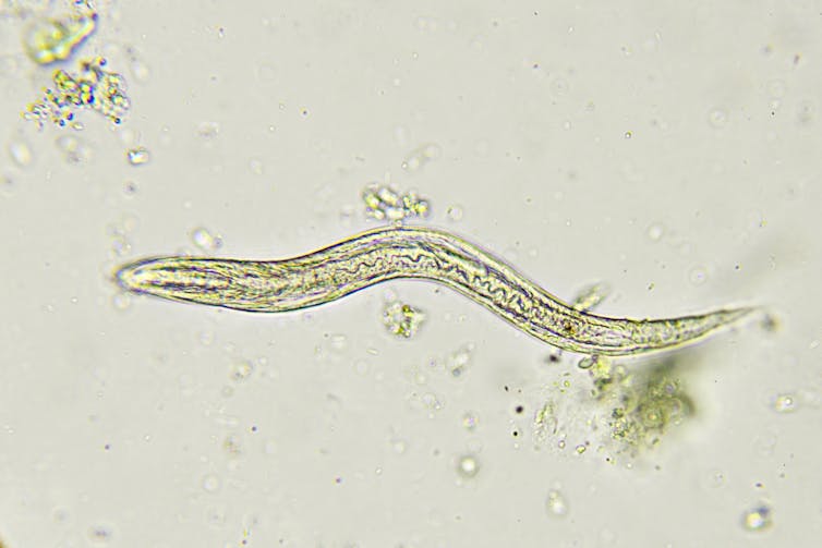 microscopic worm