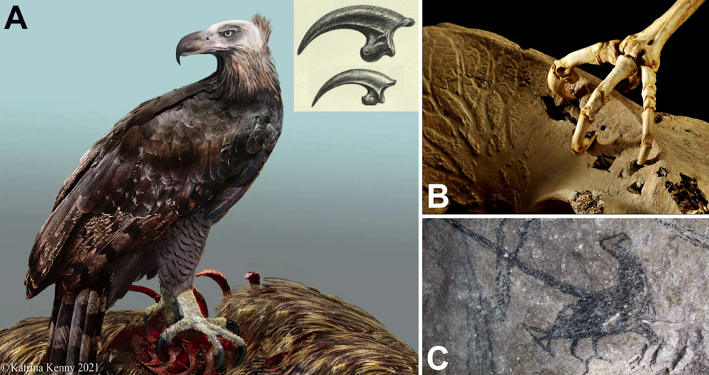 Harpagornis, el águila gigante casi cuatro veces más pesada que las actuales