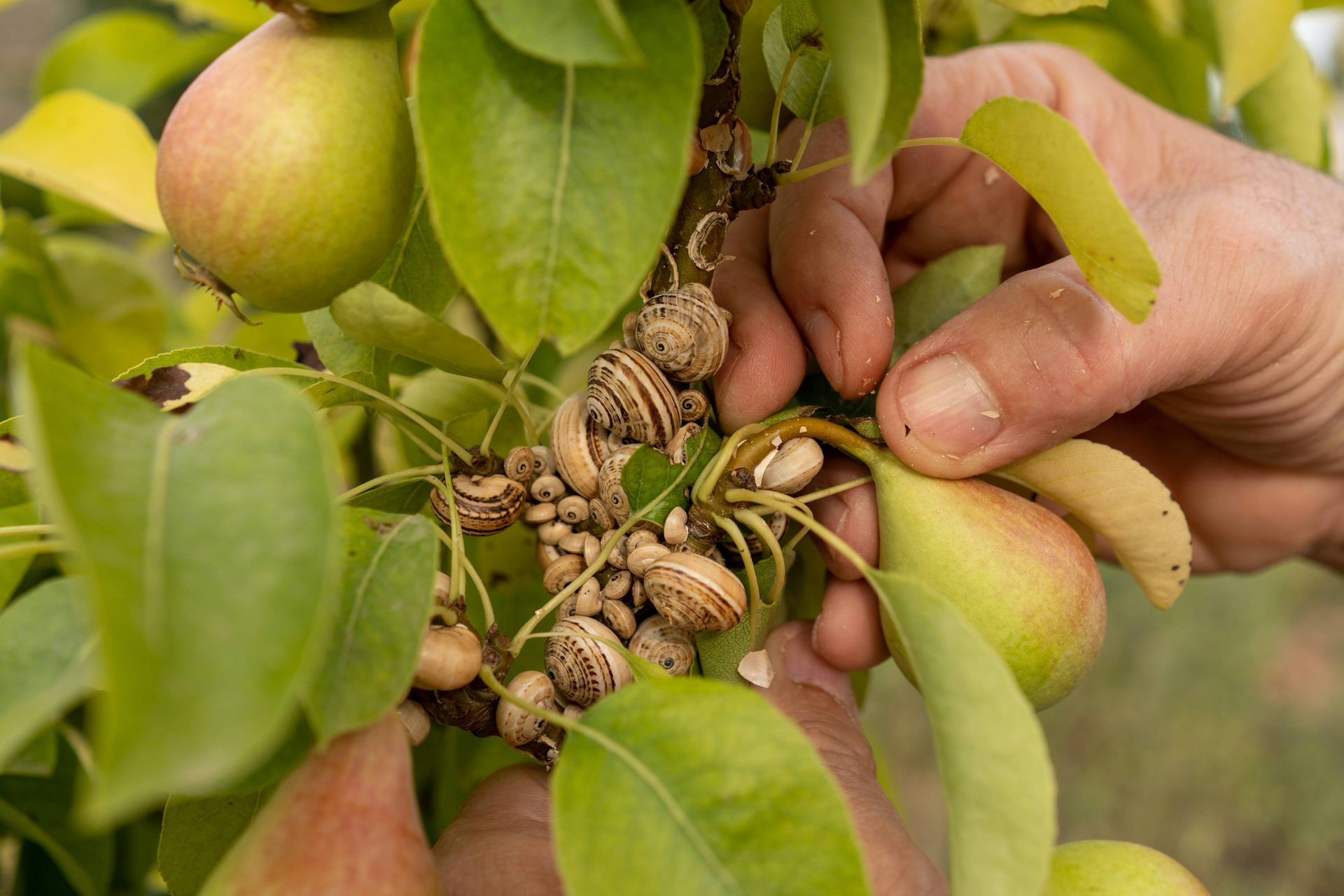 Slugs and snails, from fertilizer and bioindicators of pest