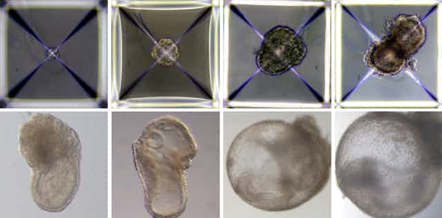 En huit jours, l'embryon artificiel grandit et suit un chemin similaire à celui d'un véritable embryon.