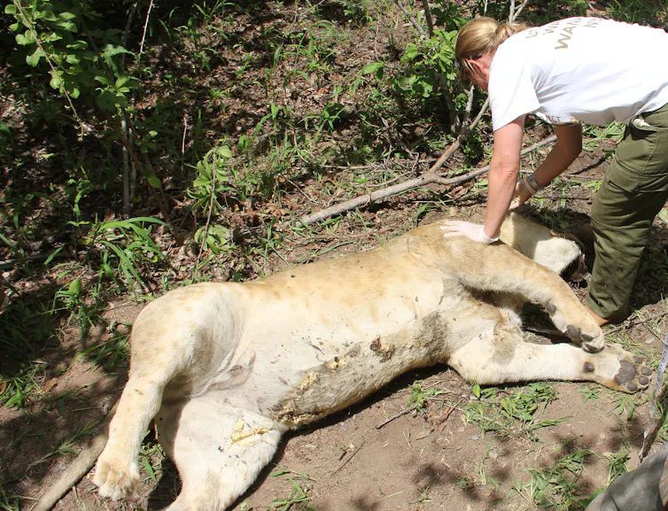 A person attends the bloated corpse of a lion.