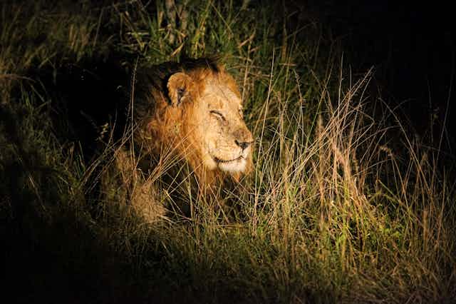 A lion squints at a light in the dark.