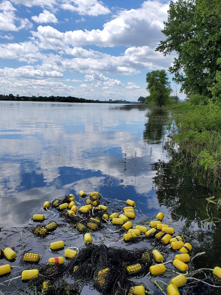 dans un lac. filet