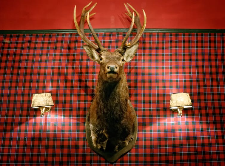 A stuffed deer's head mounted on a tartan-patterned wall.