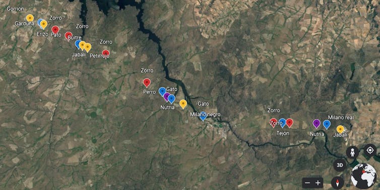 Mapa digital con puntos indicando atropellos de animales.