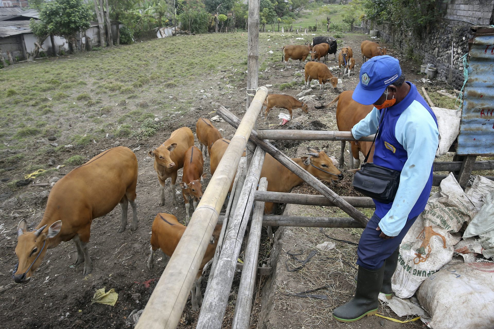 An man inspects livestock in a field