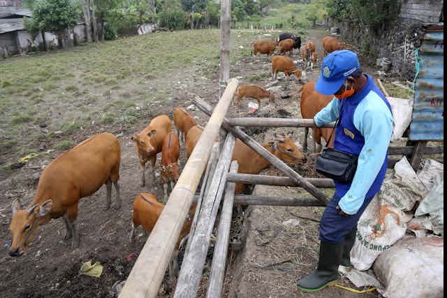 An man inspects livestock in a field