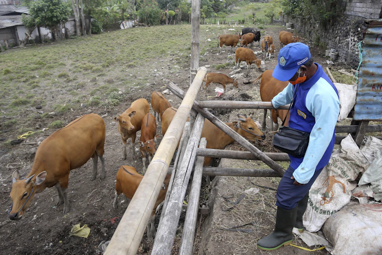 An man inspects livestock in a field