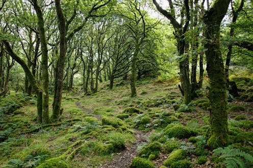 we should, if we can, cool the planet back to pre-industrial levels