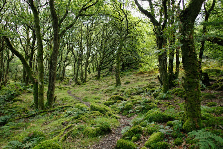 Mossy forest
