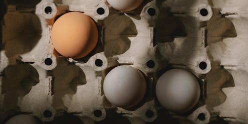 What's causing Australia's egg shortage? A shift to free-range and short winter days