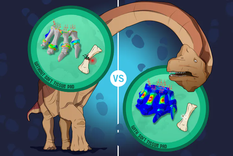 Illustration showing comparison of two foot models, one with soft pads and one without