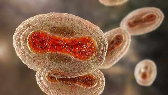 A digital image of a monkeypox virus.