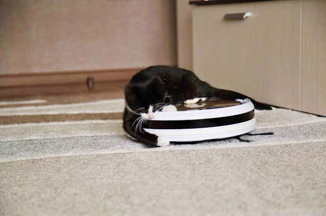 Un gato juega con un robot aspirador blanco y negro