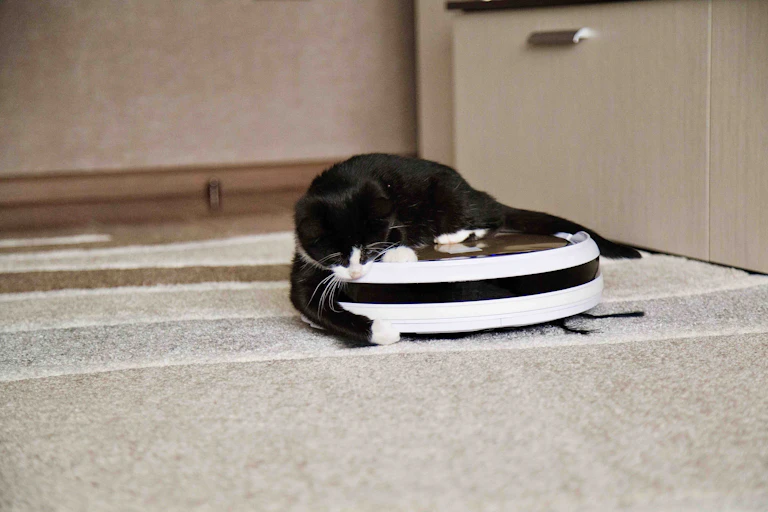 Un gato juega con un robot aspirador blanco y negro