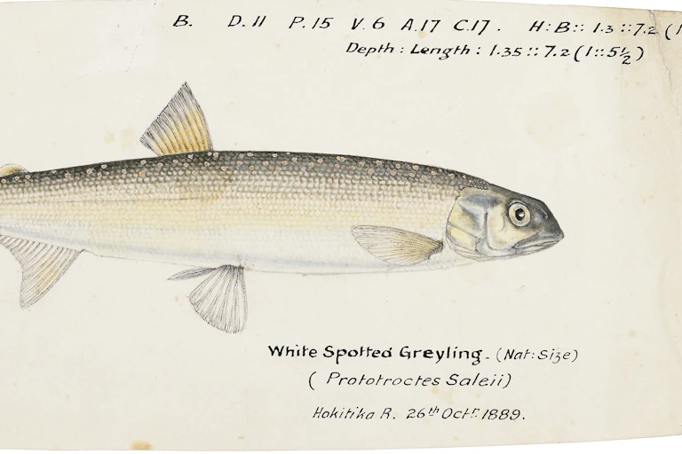 The upokororo, or New Zealand grayling (_Prototroctes oxyrhynchus_)