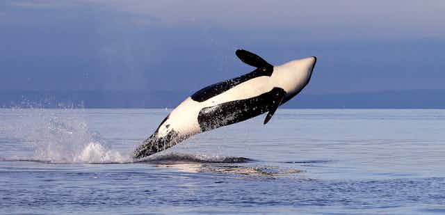 A white-bellied black and white whale leaps out from the ocean water.