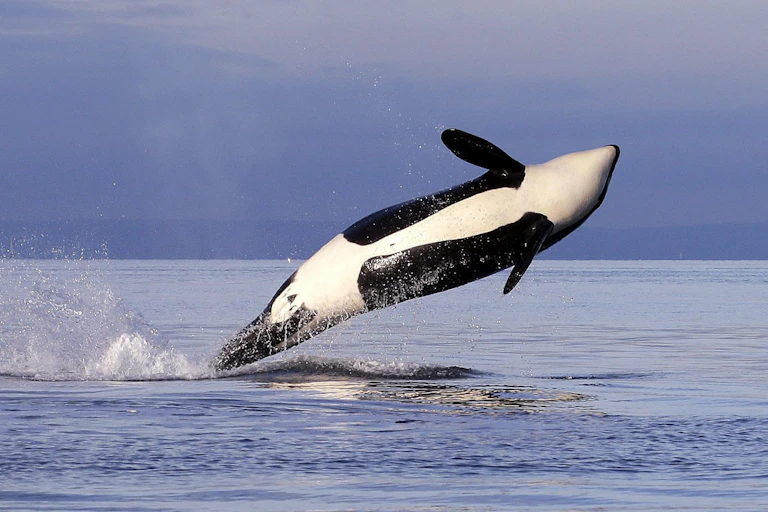 A white-bellied black and white whale leaps out from the ocean water.