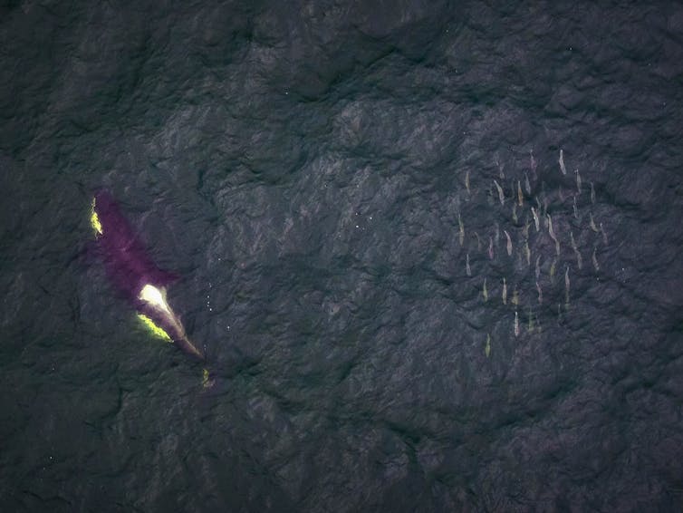 A southern resident killer whale swims past a school of salmon near the Fraser River, B.C.