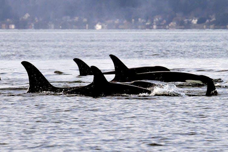 A pod of whales swim at the surface of the ocean water.