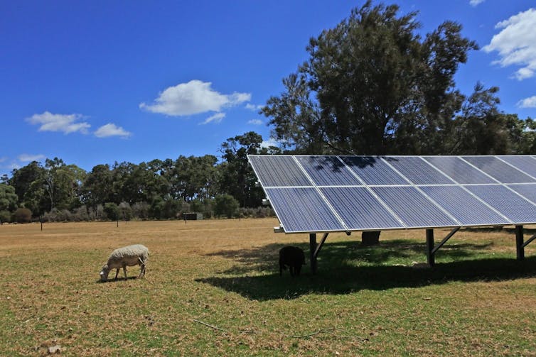 Sheep beside solar panels