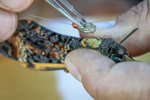 These unusual moths migrate over thousands of kilometres. We tracked them to reveal their secret navigational skills