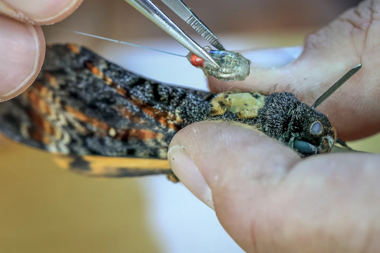 Close up of a transmitter being glued to a moth.