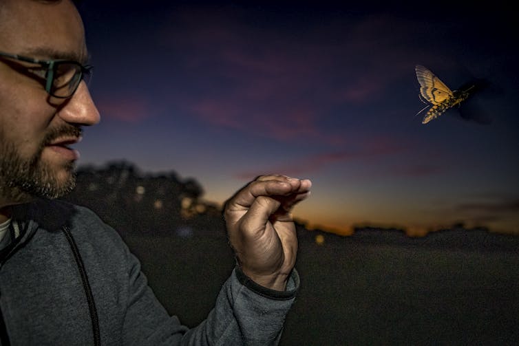 A researcher holds up his hand, while a yellow moth flies away in front of him.