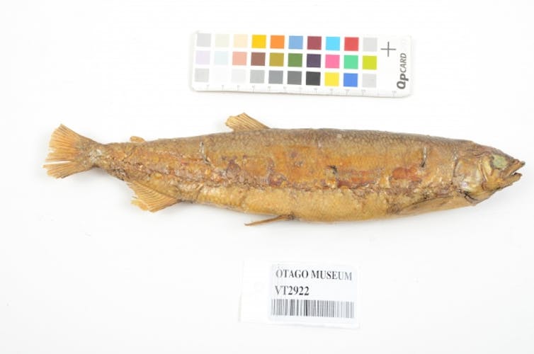 A formalin-fixed specimen fo a New Zealand grayling.