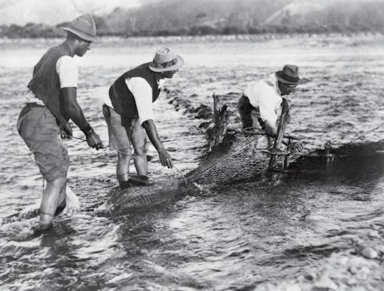 A historic image showing men catching fish.
