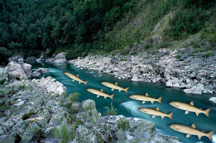 An image of a river, overlain with fish.