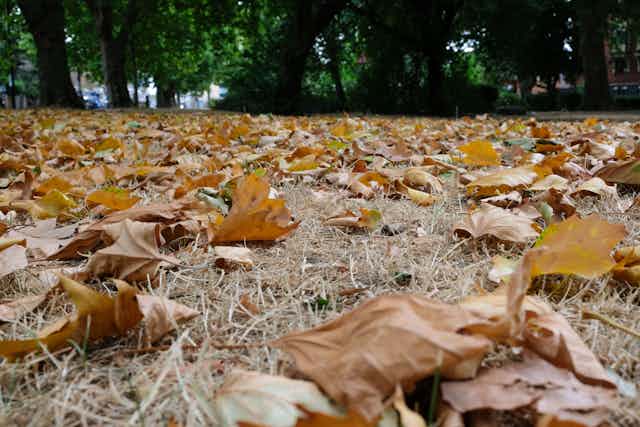 Dry leaves on ground in park