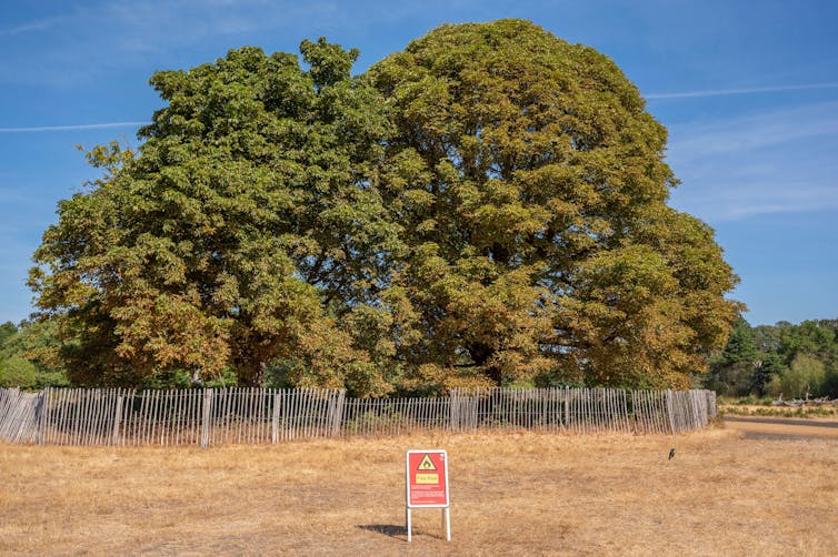 Large tree, turning slightly brown
