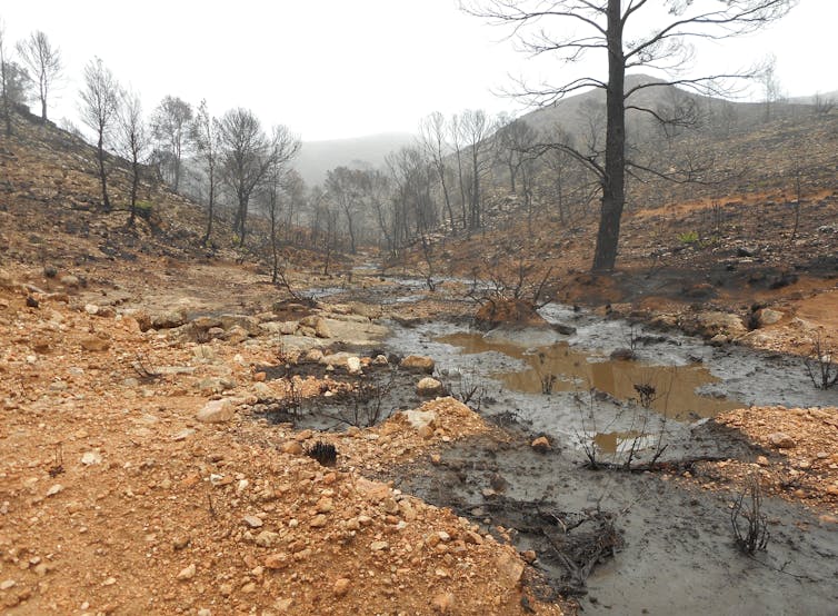 Río que circula por terreno seco afectado por un incendio.