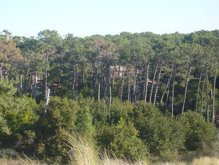 Domy v lese v La Teste de Buch, pohled z Dune du Pilat (Gironde)