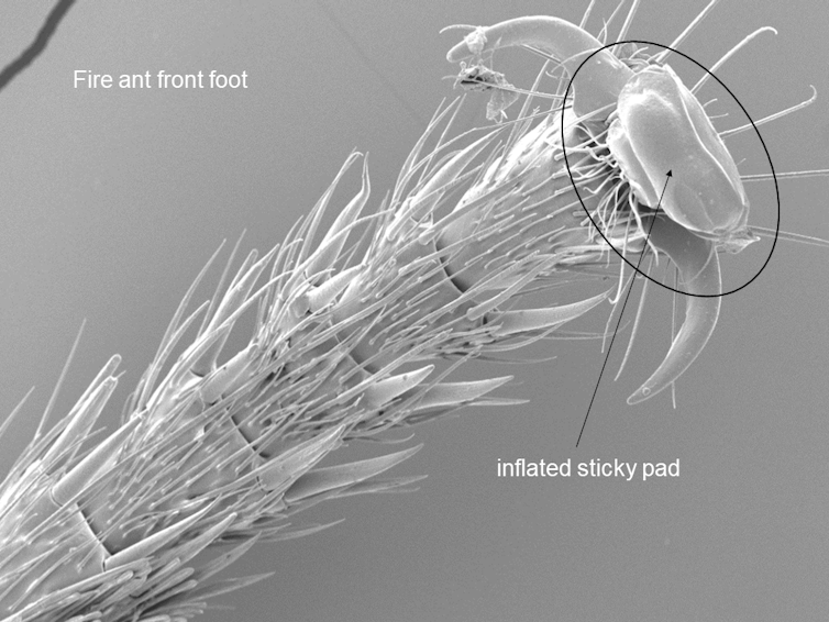 Tampilan mikroskopis kaki semut api. Bagian ujungnya menunjukkan dua cakar yang ditarik dan memperlihatkan struktur seperti bantal yang mengembang.