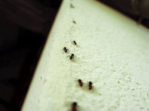 How do ants crawl on walls? A biologist explains their sticky, spiky, gravity-defying grip