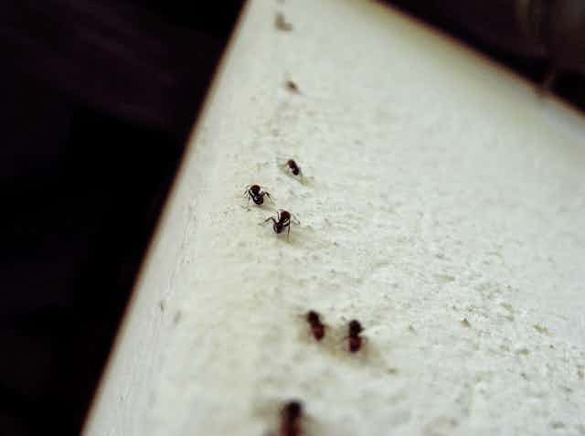 Eight ants climbing up a cement wall.