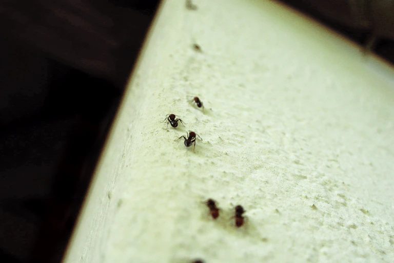 Eight ants climbing up a cement wall.