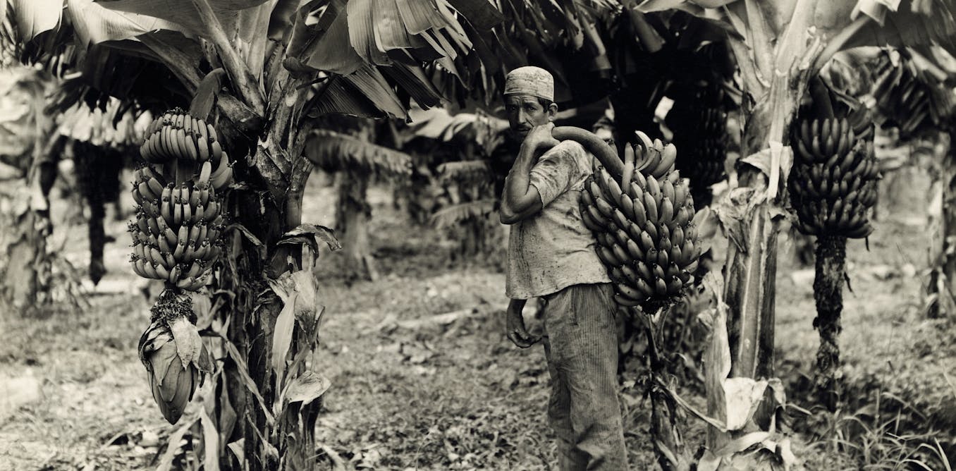 ¿Qué es una república bananera? Un politólogo explica ¿Qué es una república bananera? Un politólogo explica