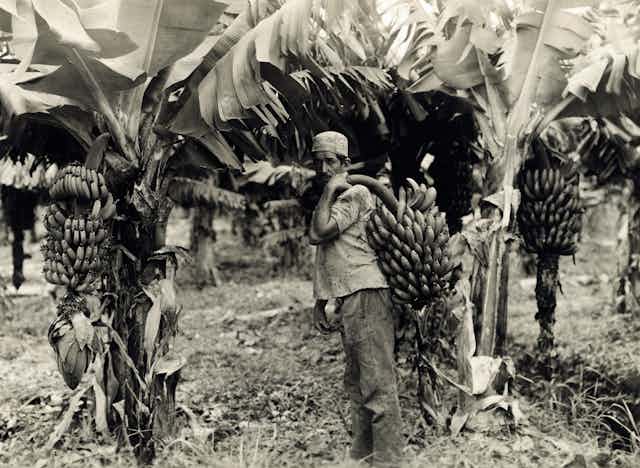 Black and white photograph of man holding a bushel of bananas.