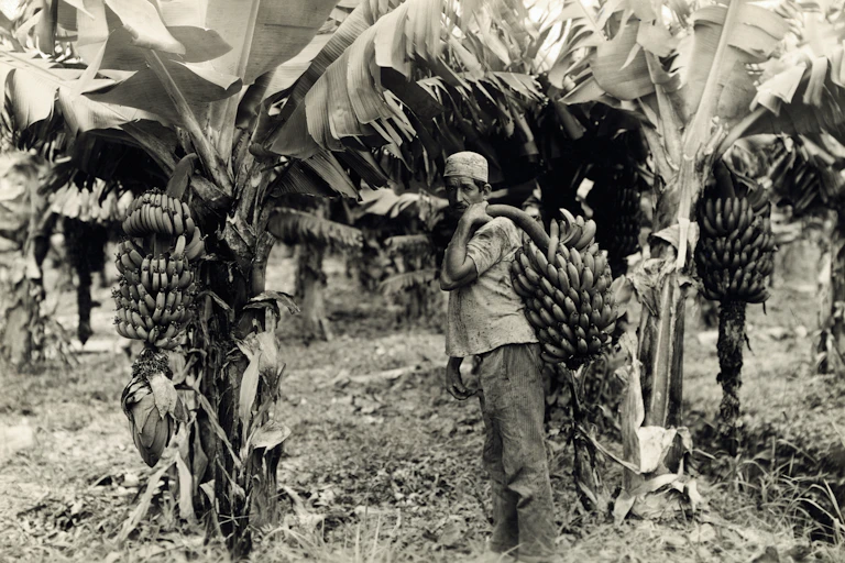 Black and white photograph of man holding a bushel of bananas.